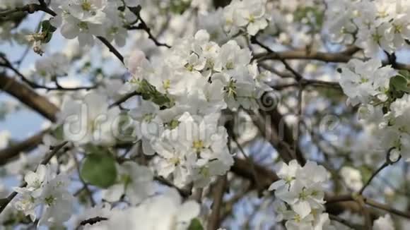 开花的海棠春天果树的枝白色花朵特写视频的预览图