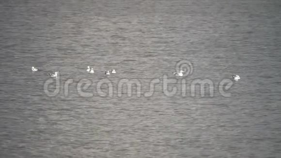 在晴朗的天气里许多海鸥在河上排成一队速度很慢视频的预览图