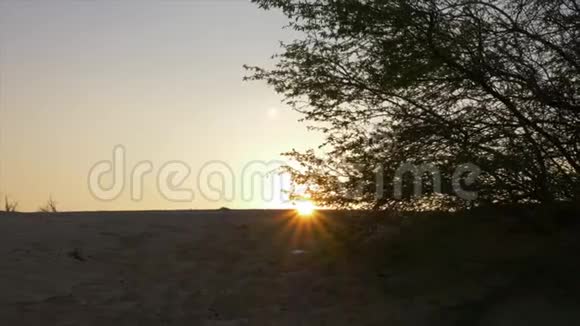夕阳照在沙滩上生长的灌木丛中视频的预览图