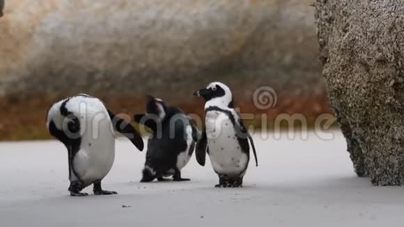 非洲企鹅用嘴清洁羽毛视频的预览图