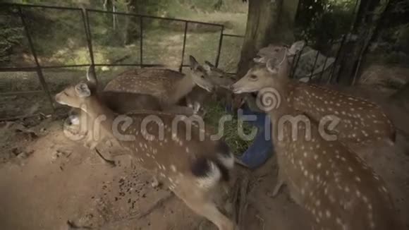 野生动物野生动物视频的预览图