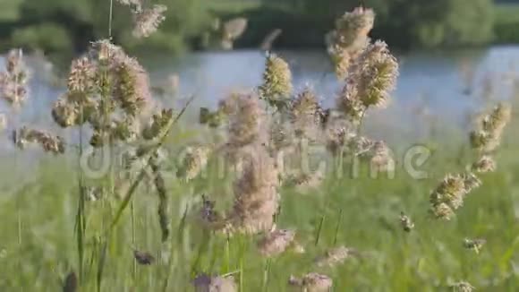 夏日风景嫩芽是绿色的草在蓝色的水中摇摆视频的预览图