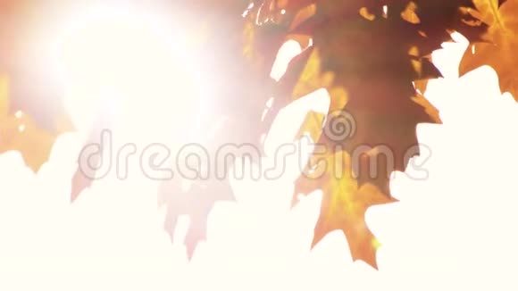 干燥的橡木叶和阳光视频的预览图