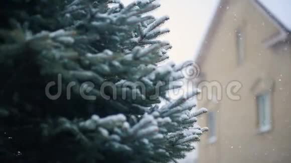 雪在圣诞树或松树的背景下慢慢落下视频的预览图