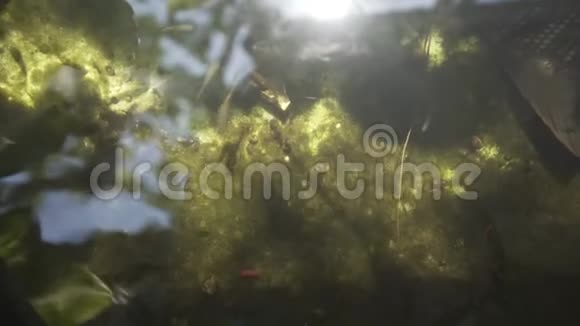 池塘里的鱼水花园鲤鱼五颜六色绿色锦鲤美丽颜色湖动物视频的预览图
