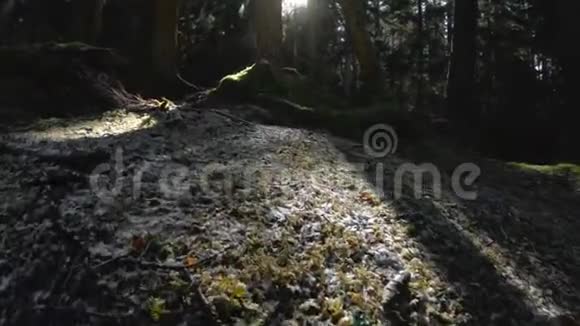 一位积极健康的时髦女摄影师手里拿着相机穿过森林步行后景视频的预览图