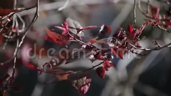 分枝上的红色或栗色叶子视频的预览图