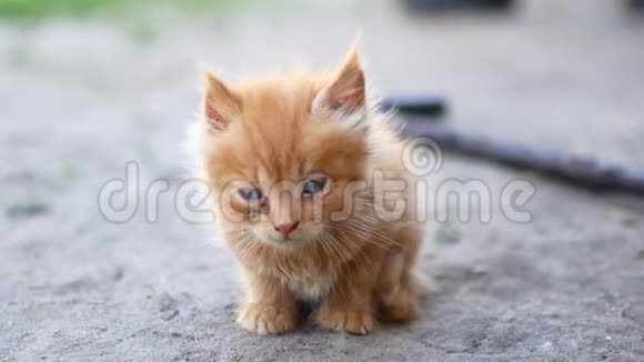小红发带着一只眼睛不舒服的白色小猫视频的预览图