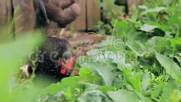 红扇贝的黑鸡走在草地上视频的预览图
