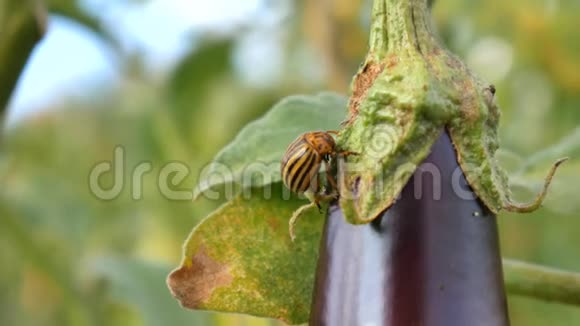 科罗拉多州茄子和叶子上的害虫视频的预览图