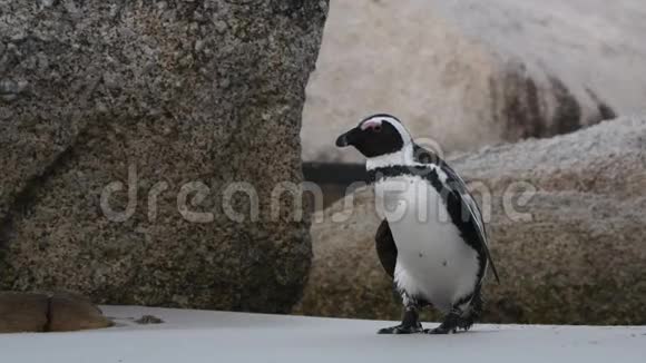 非洲企鹅用嘴清洁羽毛视频的预览图
