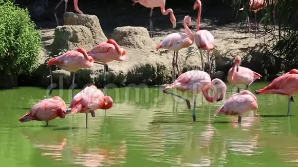 绿色水中的粉红色火烈鸟视频的预览图