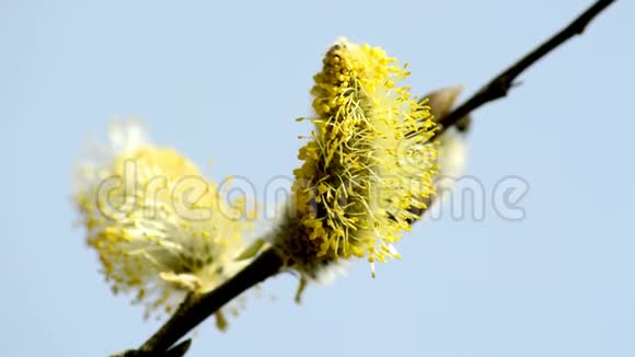 柳树在春天和蜜蜂一起开花视频的预览图