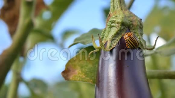 科罗拉多州茄子和叶子上的害虫视频的预览图