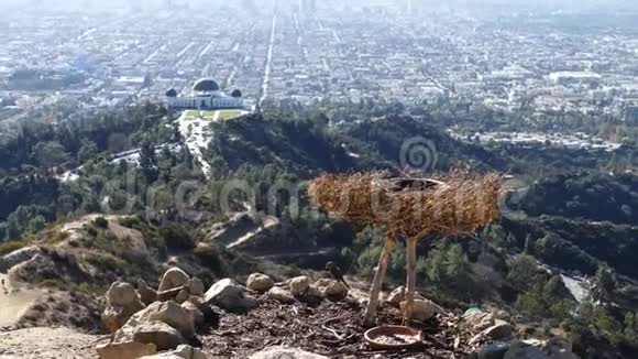 洛杉矶市中心晨景与格里芬天文台和鸟巢视频的预览图
