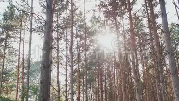高森林在阳光的照射下松树自然森林视频的预览图