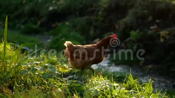 鸡粒农草视频的预览图