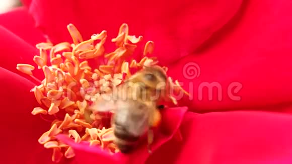 红玫瑰中的蜜蜂一只蜜蜂在阳光明媚的日子里从红玫瑰中收集花粉视频的预览图