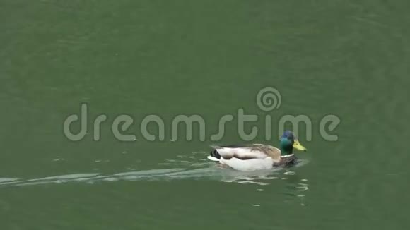 池塘上的游泳鸭视频的预览图