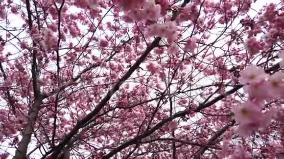 春天的樱花带着粉红色的花朵风和树枝视频的预览图