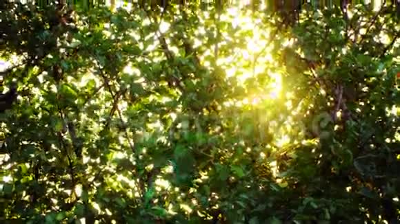阳光穿过灌木丛的叶子视频的预览图