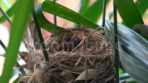 饥饿的雏鸟坐在巢里的照片小雏鸟张开嘴呼唤食物视频的预览图