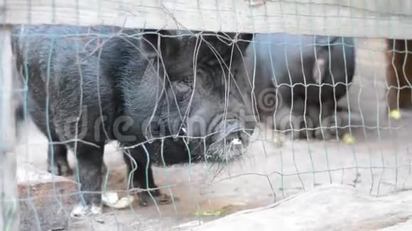 篱笆后面有两只野黑猪视频的预览图