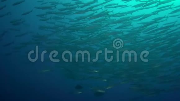 2017年7月黑鳍梭鱼大学校在红海附近的萨姆埃尔谢克约兰塔和鲨鱼礁视频的预览图