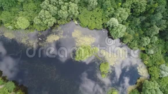 俯瞰美丽的森林湖视频的预览图
