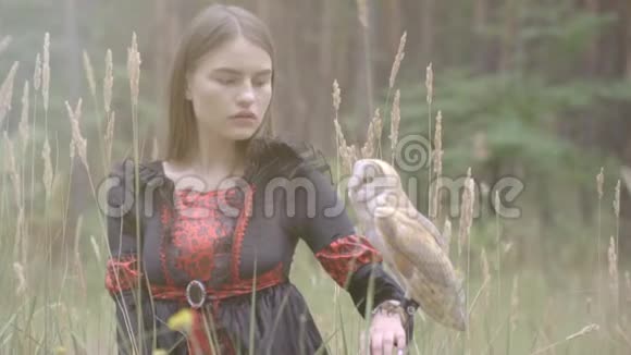 一只漂亮的猫头鹰羽毛很轻两边都坐在中间的草地上一只浅棕色的手上视频的预览图