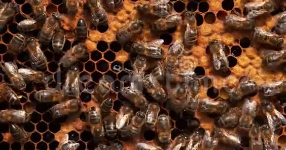 欧洲蜜蜂蜜蜂蜜蜂黑蜂在蜜蜂育雏诺曼底蜂房实时视频的预览图