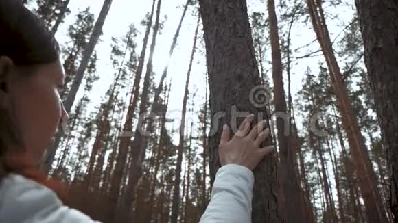 徒步旅行者女孩背着背包走在松林后景在野生动物自然中积极的生活方式和冒险视频的预览图