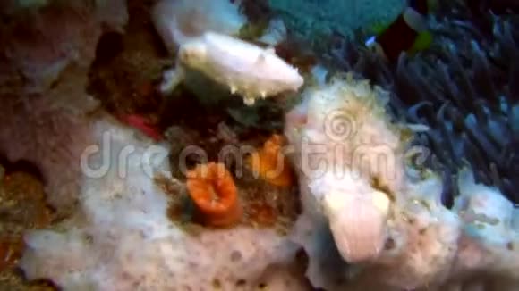 印度尼西亚伦贝海峡墨鱼视频的预览图