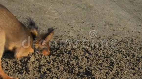 狗在沙子上挖了个洞视频的预览图