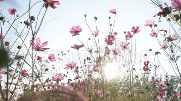 有露珠的花朵随风飘动视频的预览图