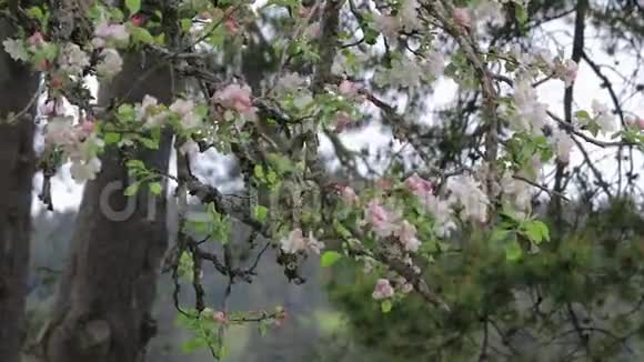 樱花吹在风中视频的预览图