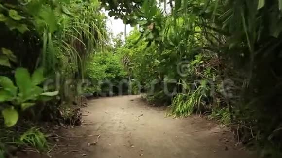绿色热带丛林中白沙通道的景观灰色天空背景下的绿棕榈树和绿色植物视频的预览图