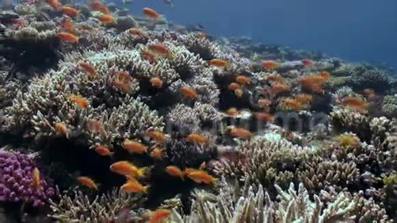 明亮的橙色鱼在珊瑚礁水下跳舞的学校红海视频的预览图