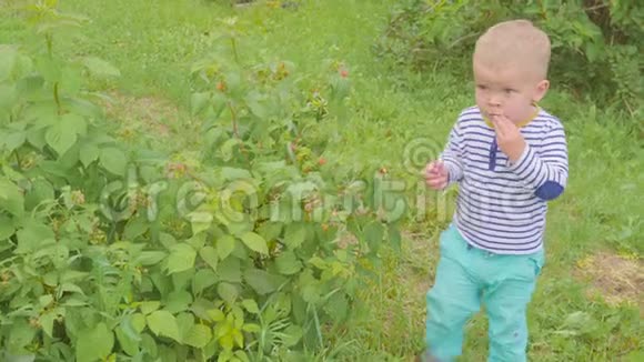 男孩从灌木丛中撕下覆盆子在花园里吃4k视频的预览图