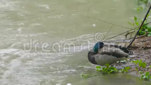鸭子把头藏在河边的雪地上视频的预览图