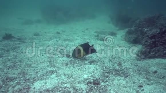 在阿联酋富查伊拉岛上的小白尾鱼在阿联酋富查伊拉岛上的硬珊瑚上的印度洋鱼视频的预览图