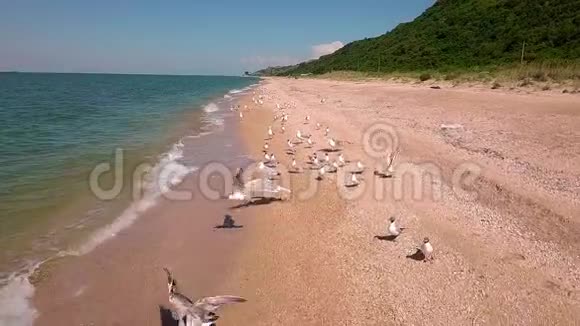 空中飞行在海滩上将无人机飞成一群鸟造成大规模混乱海鸥在海滨起飞视频的预览图