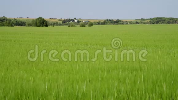 6月份的绿色麦田和俄罗斯的村庄房屋视频的预览图