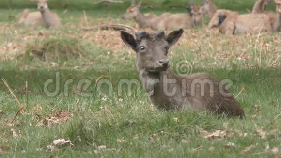 一只小鹿在田野里休息视频的预览图