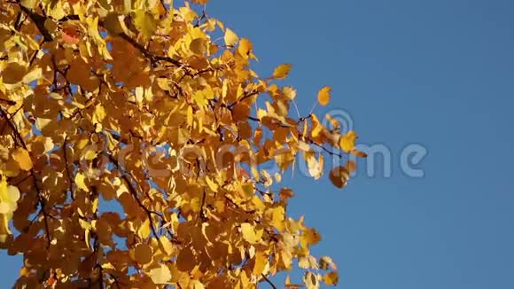 黄色的白杨树叶子有共空间视频的预览图