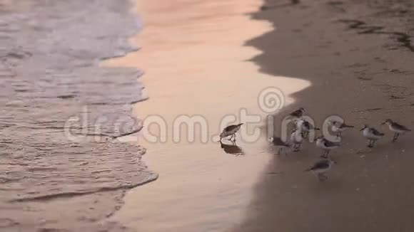 海滩上的小鸟视频的预览图