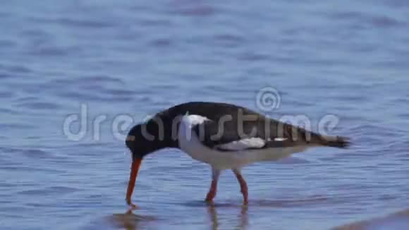 鸟欧亚走过浅水寻找并吃掉它们视频的预览图