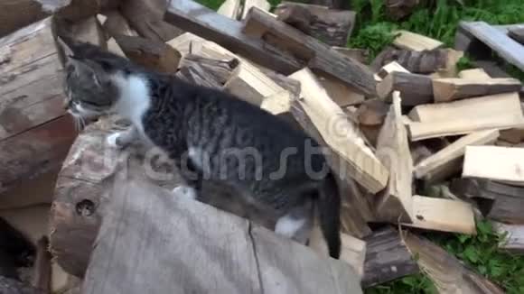 农场里的猫小猫狩猎搜索食物花园里的猫走路视频的预览图