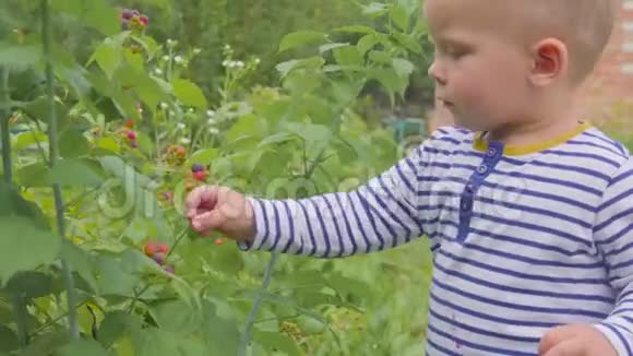 男孩从灌木丛中撕下覆盆子在花园特写镜头中吃4k视频的预览图