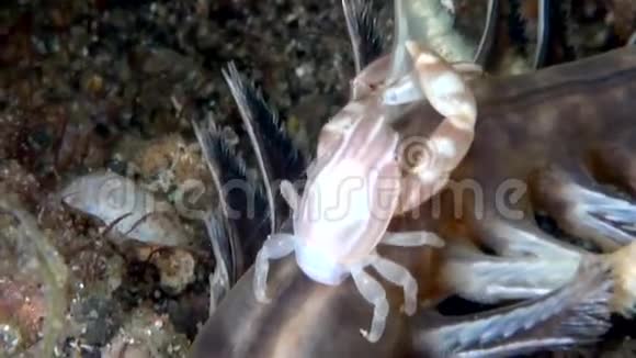 软珊瑚海笔蟹印度尼西亚视频的预览图